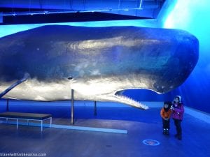 冰島 iceland 鯨魚博物館