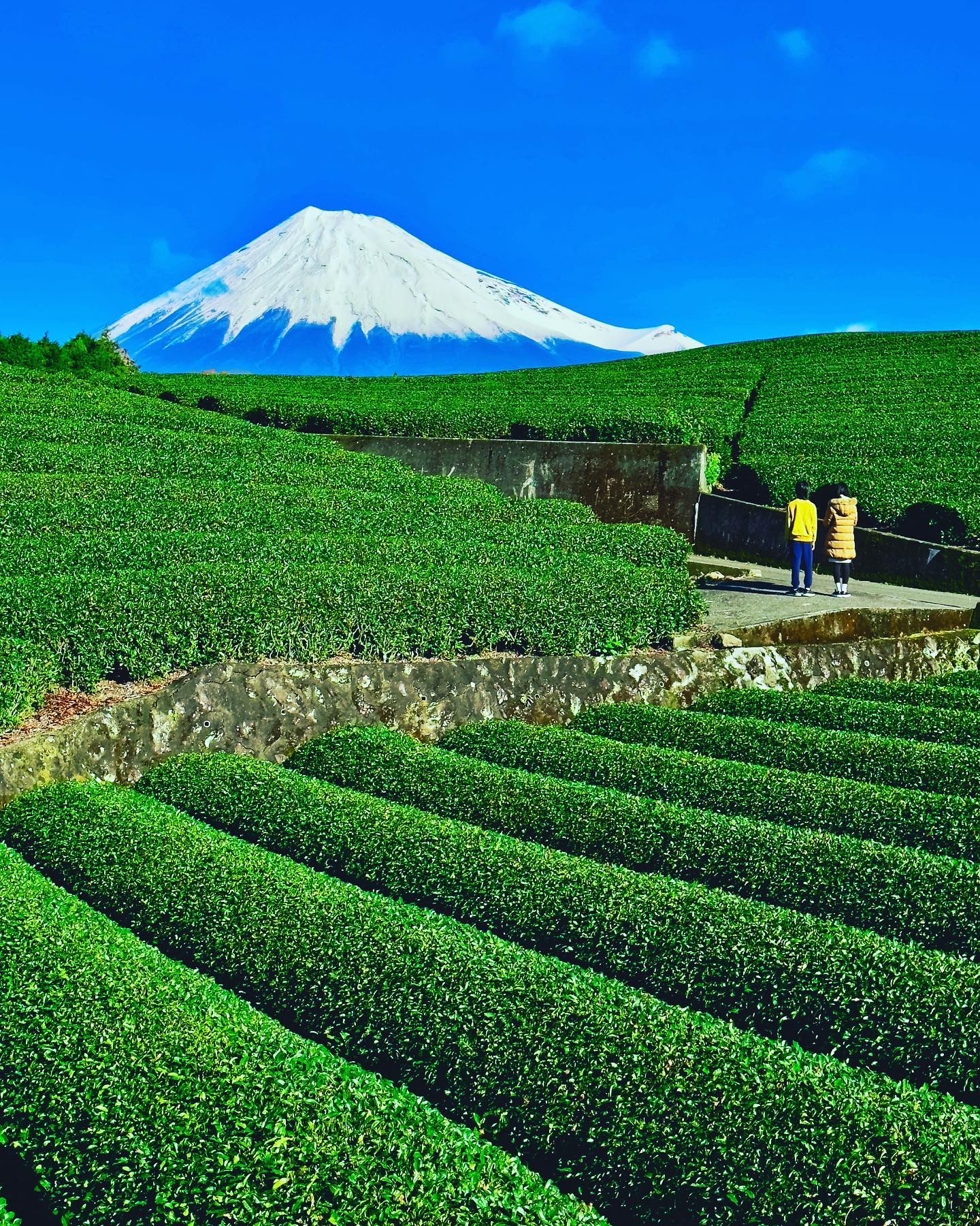 🇯🇵 【靜岡 Shizuoka】大淵笹場
🗻 「大淵笹場」是知名的富士山眺望景點，以高低錯落的翠綠茶田與富士山交織的絕景知名
🌞冬季日本天際通常較為清澈湛藍，加上白雪富士山山頭，色彩更為豐富，是拍攝富士山的好機會。
🍵 日本的茶鄉静岡，出產日本40％的茶葉。茶田風光遠近馳名，許多電視節目都曾前來取景，尤其每年五月新綠時刻最為著名#japantravel #shizuoka #mtfuji #obuchisasaba #靜岡 #大淵笹場 #富士山 #把世界當教室🌍 #travelwithmikeanna
