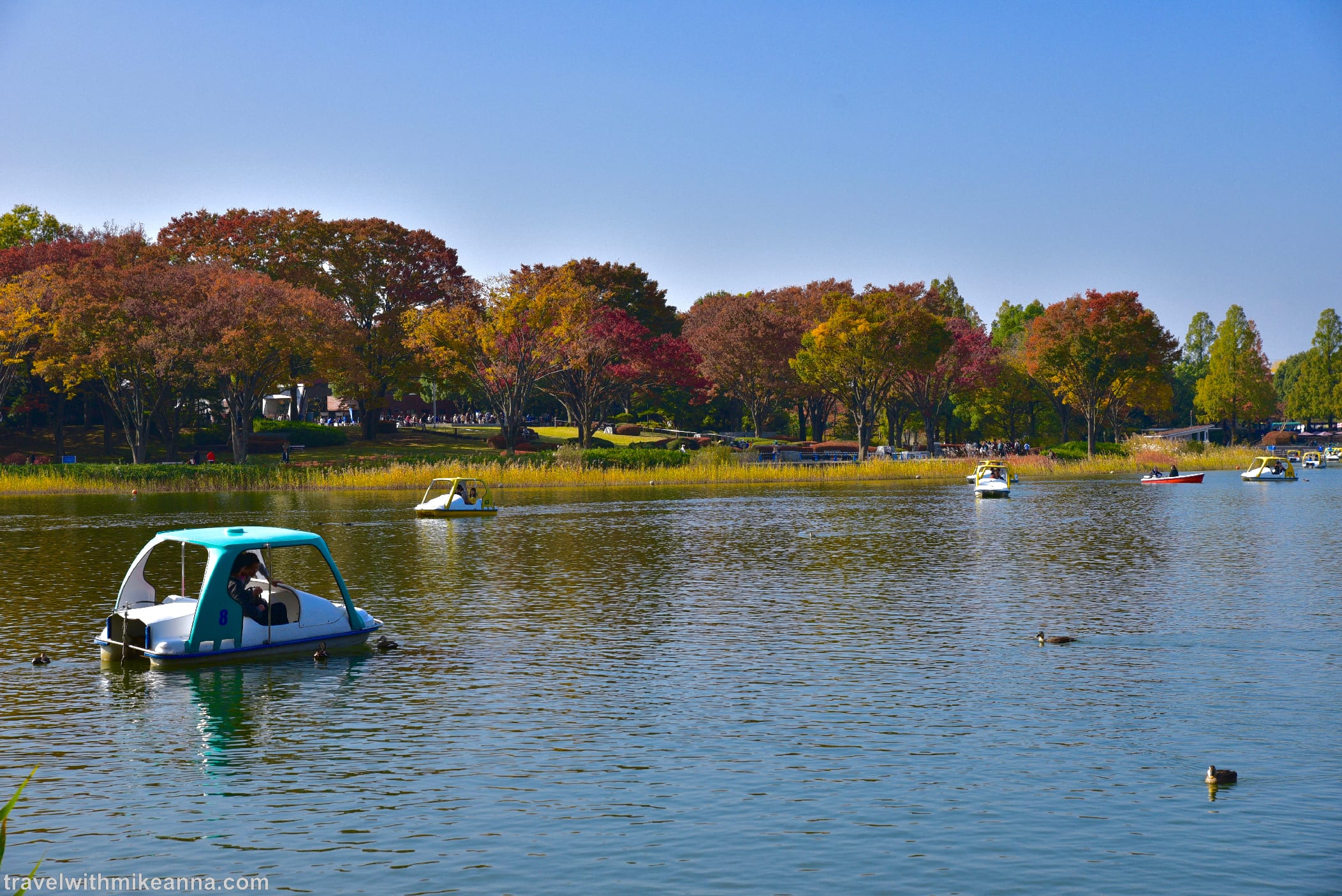 昭和紀念公園 水鳥池