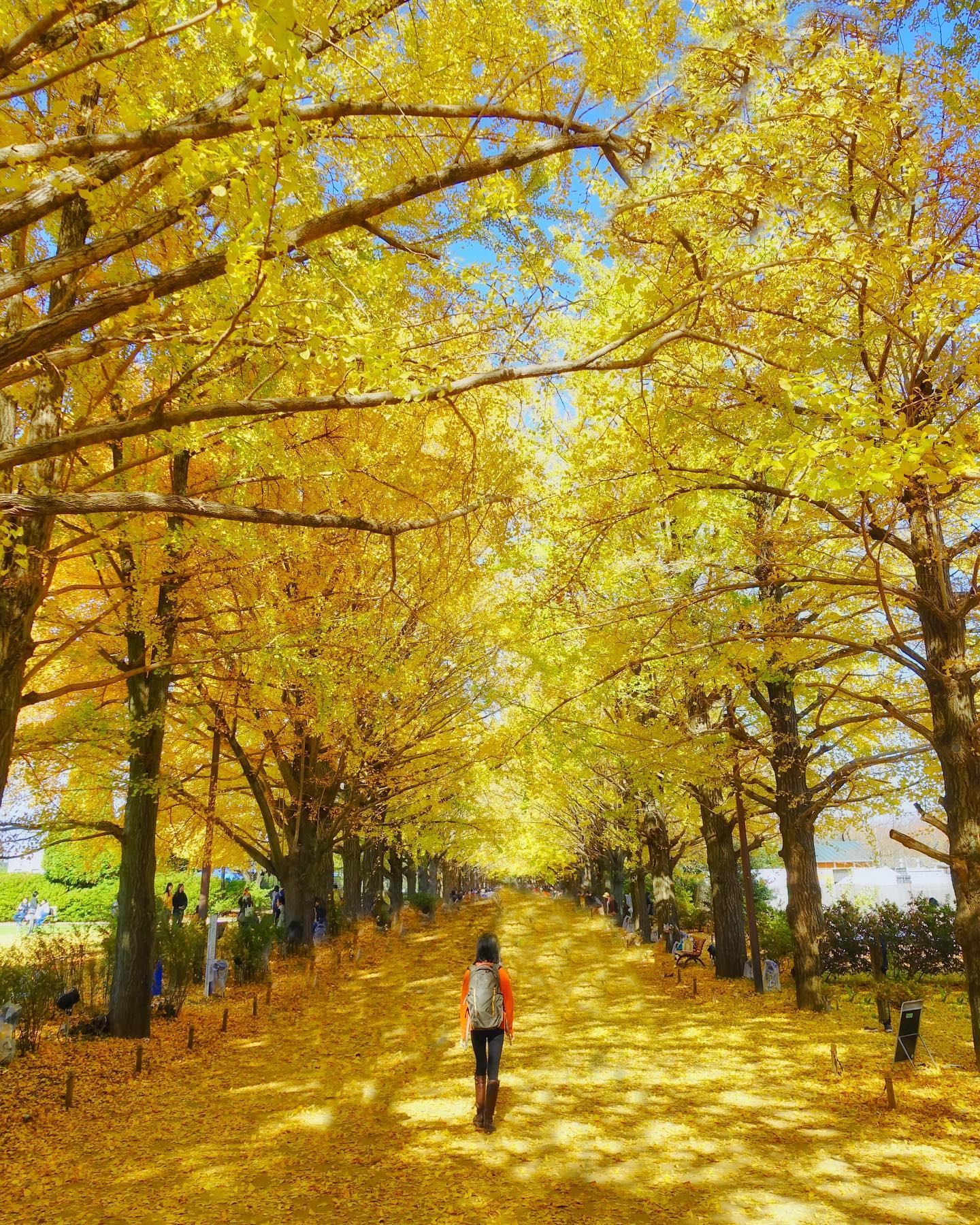🇯🇵【東京 Tokyo】昭和紀念公園 Showa Kinen Park
🍁東京首選銀杏名所之一的昭和公園，秋季主打『銀杏隧道』，搭配藍天，走在金黃包圍的步道上非常夢幻，圖文昭島口旁
🏮著名「日本庭園」湖畔紅葉，與廣大園區中的紅衫，榉樹等豐富景觀也都不容錯過，推薦結合野餐，划船，騎車或各種休閒活動#東京観光 #昭和紀念公園 #國營昭和紀念公園 #賞楓 #銀杏#tokyo #showakinenpark #travelwithmikeanna #把世界當教室🌍 #日本秋季絕景
