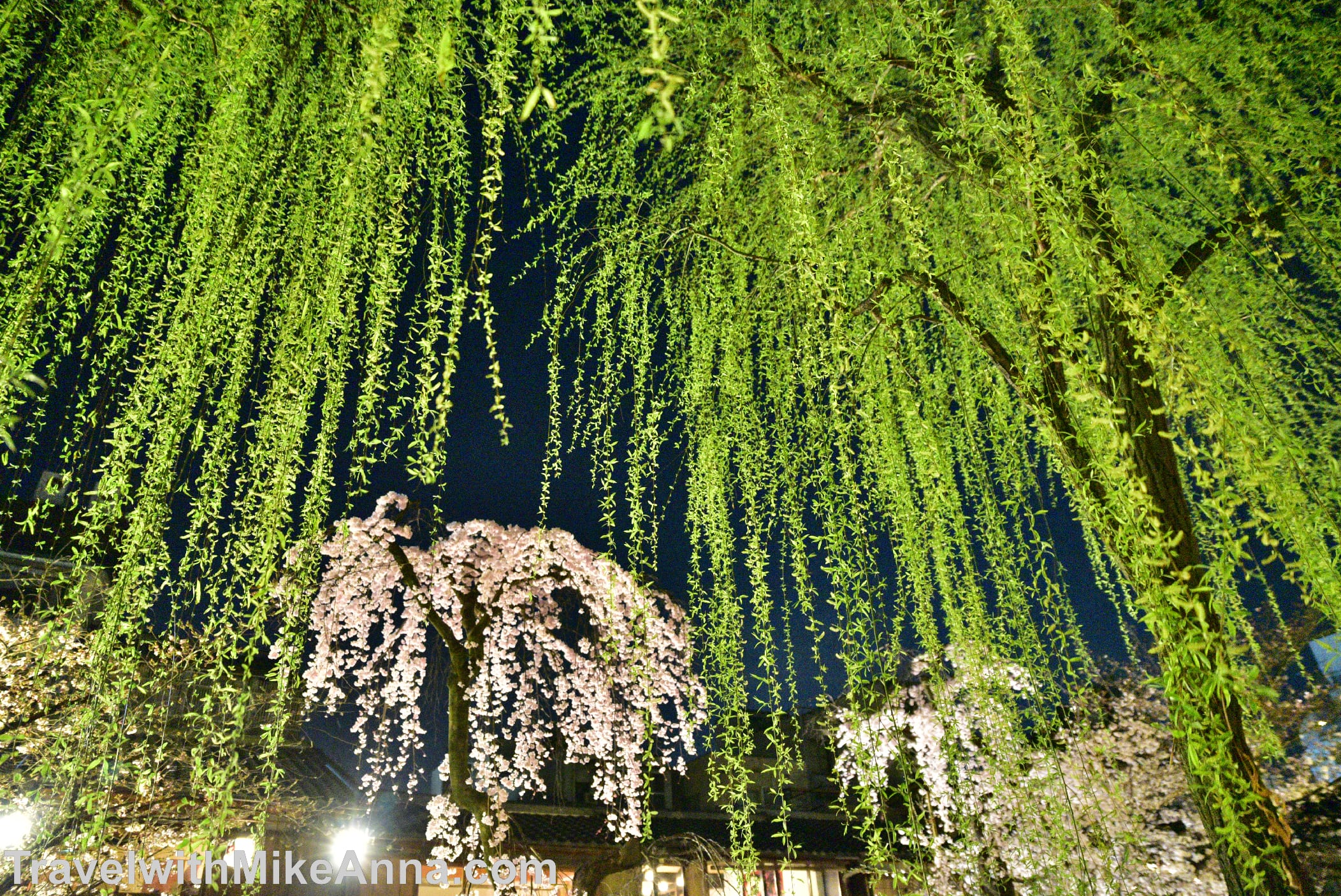  祇園白川。櫻花