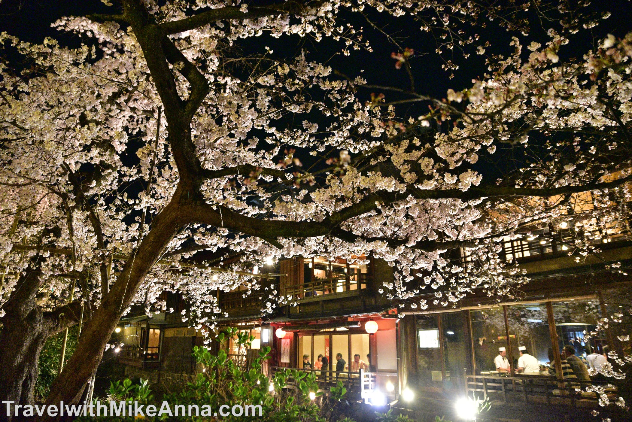  祇園白川。櫻花