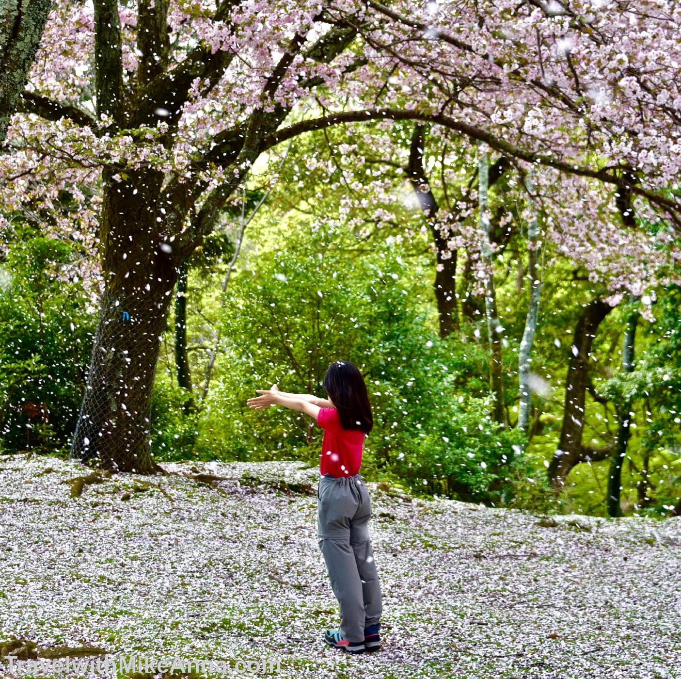 奈良，賞櫻，櫻花