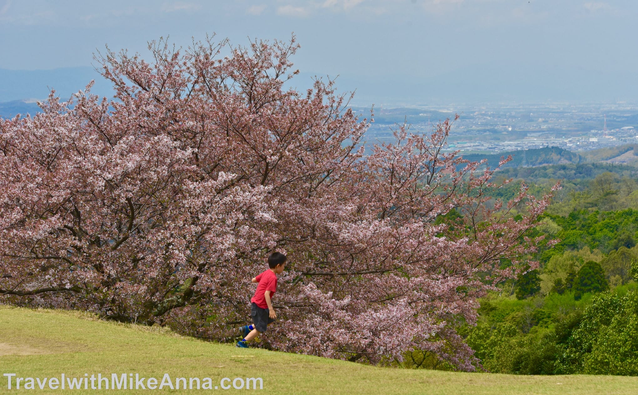 奈良，若草山，櫻花
