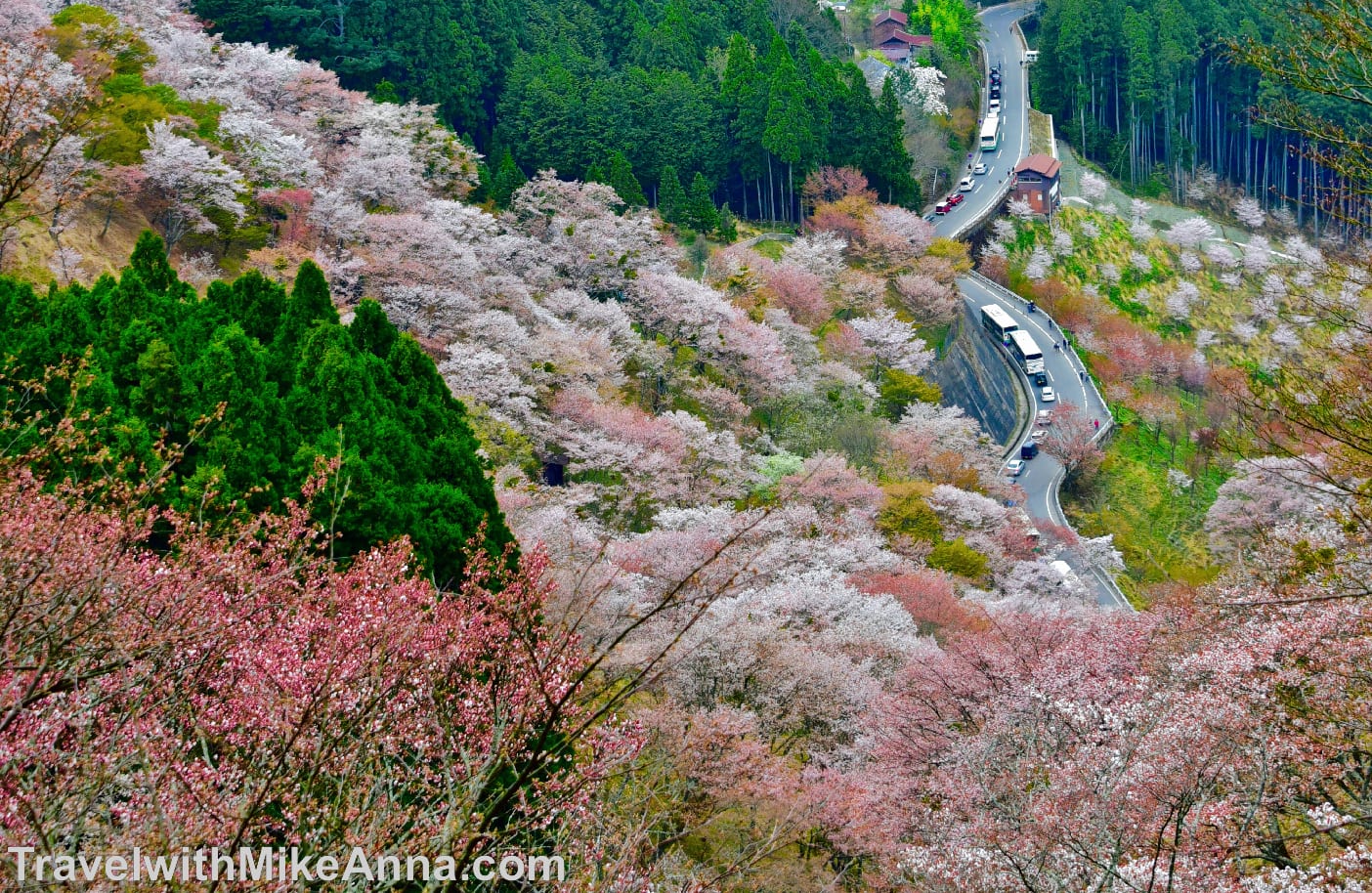 吉野山，賞櫻，櫻花