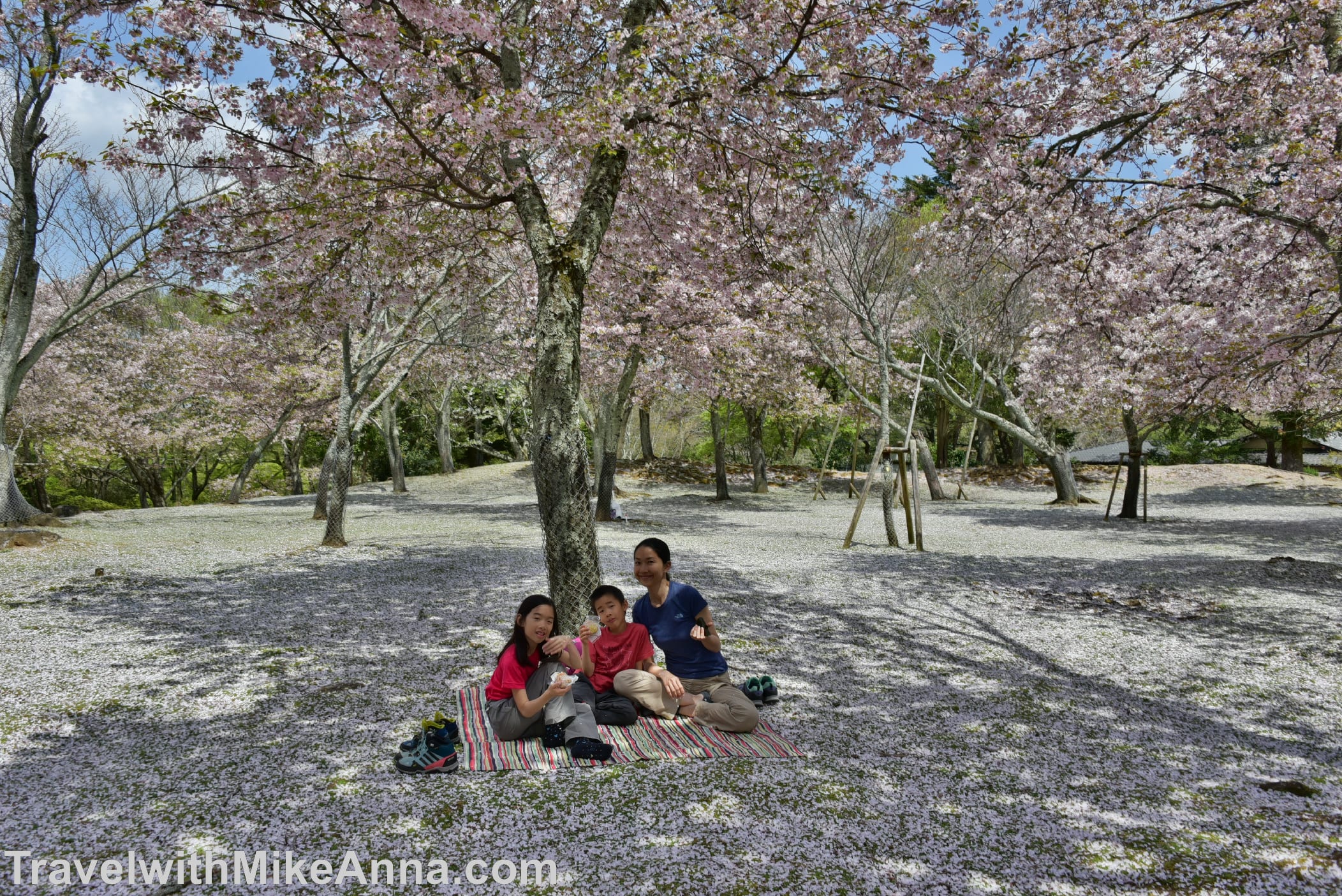 奈良公園。賞櫻