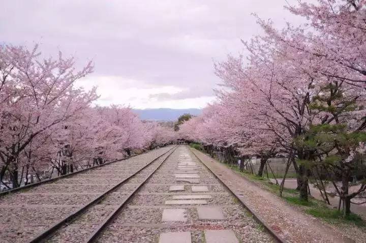 蹴上鐵道。京都。賞櫻