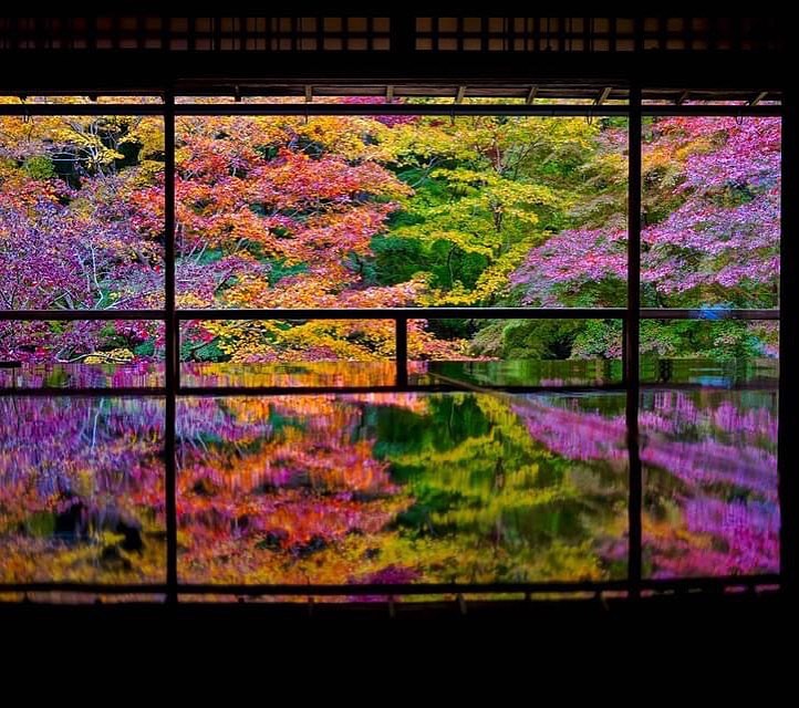🇯🇵【京都Kyoto】琉璃光院
🍁京都北部的琉璃光院一年只開放春末新綠與秋季楓紅二個月
🏮 最著名的當然就是二樓經典美景『瑠璃の庭』： 號稱京都最美紅葉窗景。簡約的日式屋廊搭配色彩豐富的楓葉，反射在如倒影的桌上，就像是一幅畫
❤️寺內也有「臥龍の庭」庭園，在一樓欣賞日式庭院流水庭石的紅葉之美。
😅二千日幣參拜費是在京都各大賞楓名所中最貴，但遊客年年增加。表定十點開放，建議要避開人潮九點先排隊入場#kyoto #京都 #琉璃光院 #把世界當教室🌍 #日本秋季絕景 #travelwithmikeanna