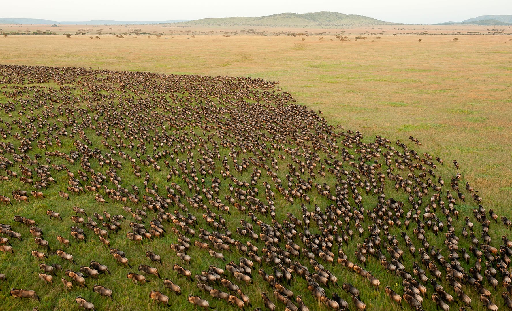 坦尚尼亞 safari 動物大遷徙