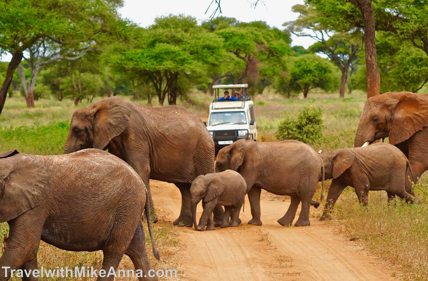 坦尚尼亞 safari 動物獵遊