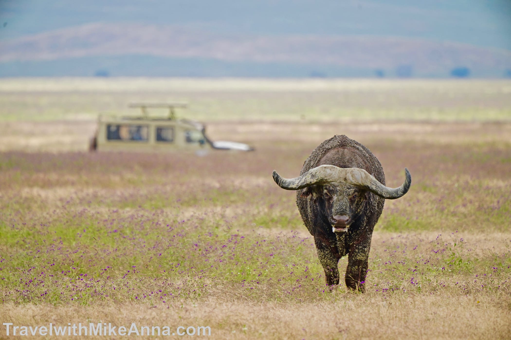 非洲 坦尚尼亞 safari Ngorongoro 恩戈羅恩戈羅