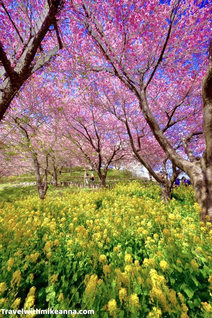 西平畑公園櫻花