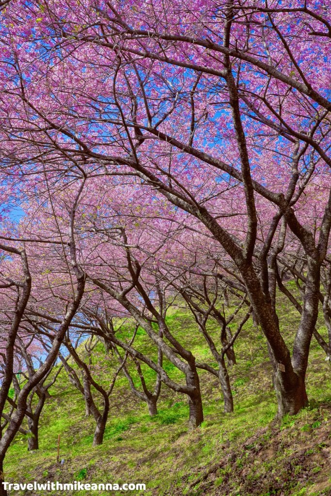 西平畑公園櫻花