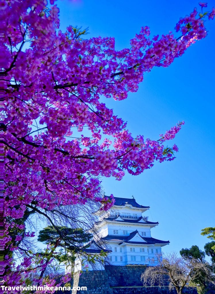 小田原城堡櫻花