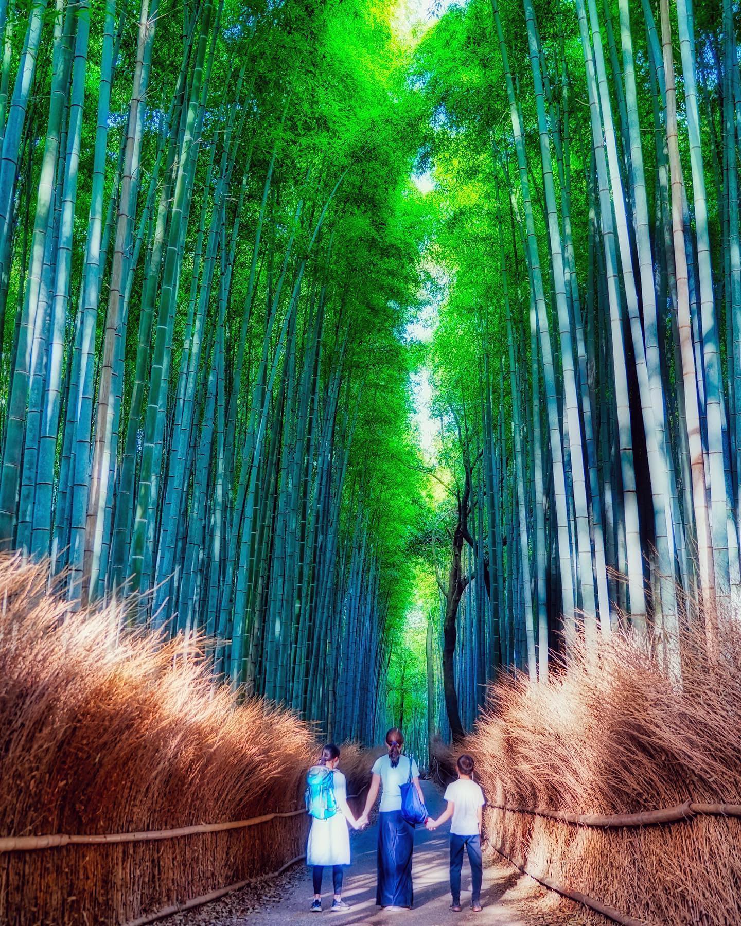 🇯🇵【Kyoto 京都】 嵐山竹林道
🚶走入長約四百公尺的竹林道，在筆直延伸至天空的茂密綠竹中漫步，彷彿造訪另一個靜謐的綠意空間。
❤️竹林道被環境省選定為「令人想保留日本音風景100選」，，許多知名電影影集都在這取景過。第一次造訪京都，相信除了伏見稻荷大社的千本鳥居外，這會是不會錯過的經典場景
👨‍👩‍👧家庭旅遊TIP: 想要感受竹林幽靜的禪意，建議一定要趁早或淡季前往，否則大多時候在這知名的小小道路上只會塞滿人潮與穿梭的人力車。另外一個小技巧是用傳統紅紙傘當拍照道具，巧妙借位可遮住後方人潮。

#japan #kyoto #日本京都 #京都竹林 #嵐山竹林 #把世界當教室🌍 #travelwitmikeanna #牽手照系列👫