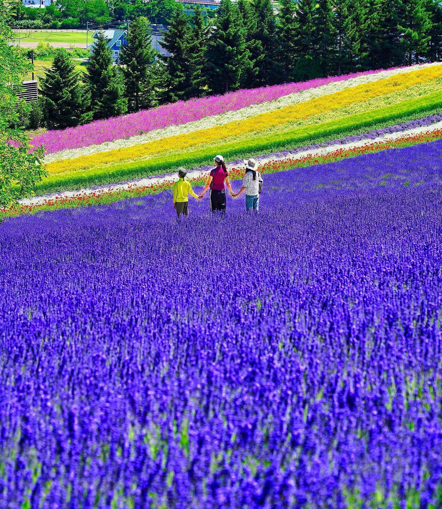 🇯🇵【北海道 Hokkaido】富田農場
🌻富良野最有超人氣的“Farm Tomita 富田農場”，通常是媒體北海道夏季賞花的封面。
❤️以五公頃薰衣草花田為首的各種彩色花卉農園，欣賞像是以大地為畫布，起伏丘陵上色彩繽紛的花田
🌞廣大的富田農場有不同花田區域，薰衣草最佳花期往年七月中到八月初。最推薦自駕，此外也有火車可抵達。

#japan #hokkaido #furano #tomotafarm #北海道 #富良野 #富田農場 #把世界當教室🌍 #日本夏季絕景 #牽手照系列👫 #travelwithmikeanna