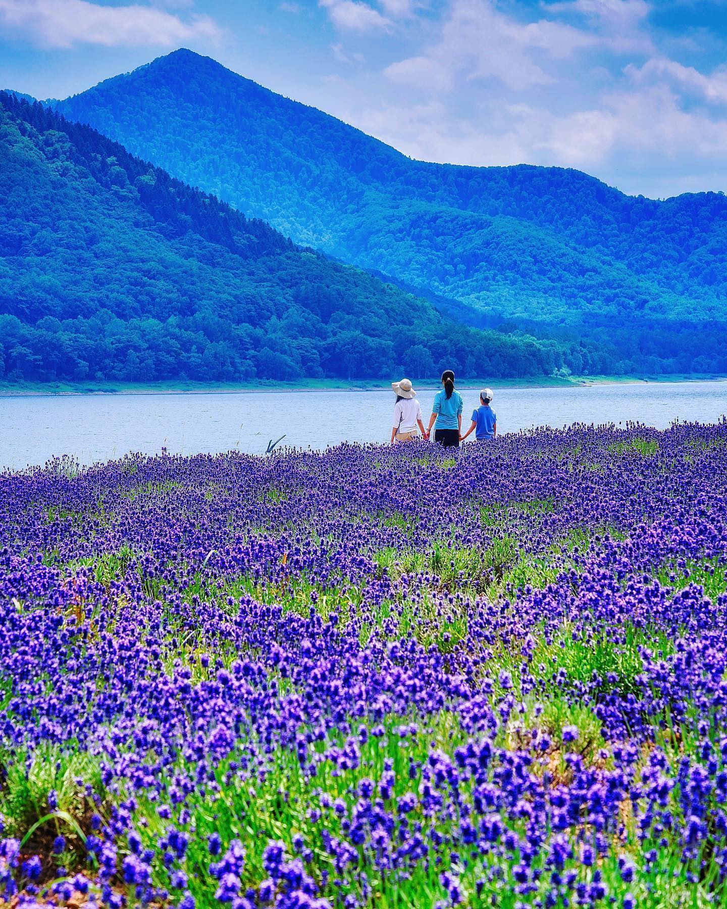 🇯🇵【北海道Hokkaido】金山湖
🌸湛藍湖畔+紫色薰衣草花田的夢幻景緻
⛰️位於南富良野的金山湖“かなやま湖”從富良野約一小時車程。1967年金山壩建立後形成了約九平方公里的金山湖，是日本第八大的水壩湖泊，也是當地人著名的戶外活動與露營天堂
❤️每年夏季的金山湖畔會邊種滿了大片的薰衣草，湛藍的湖面映照著綠色群山的倒影，搭配上紫色花田作為前景是非常特別的迷人景色。

#japan #hokkaido #北海道 #富良野 #金山湖 #金山湖ラベンダー畑 #かなやま湖 #薰衣草 #湖畔薰衣草 #把世界當教室🌍 #牽手照系列👫 #travelwithmikeanna