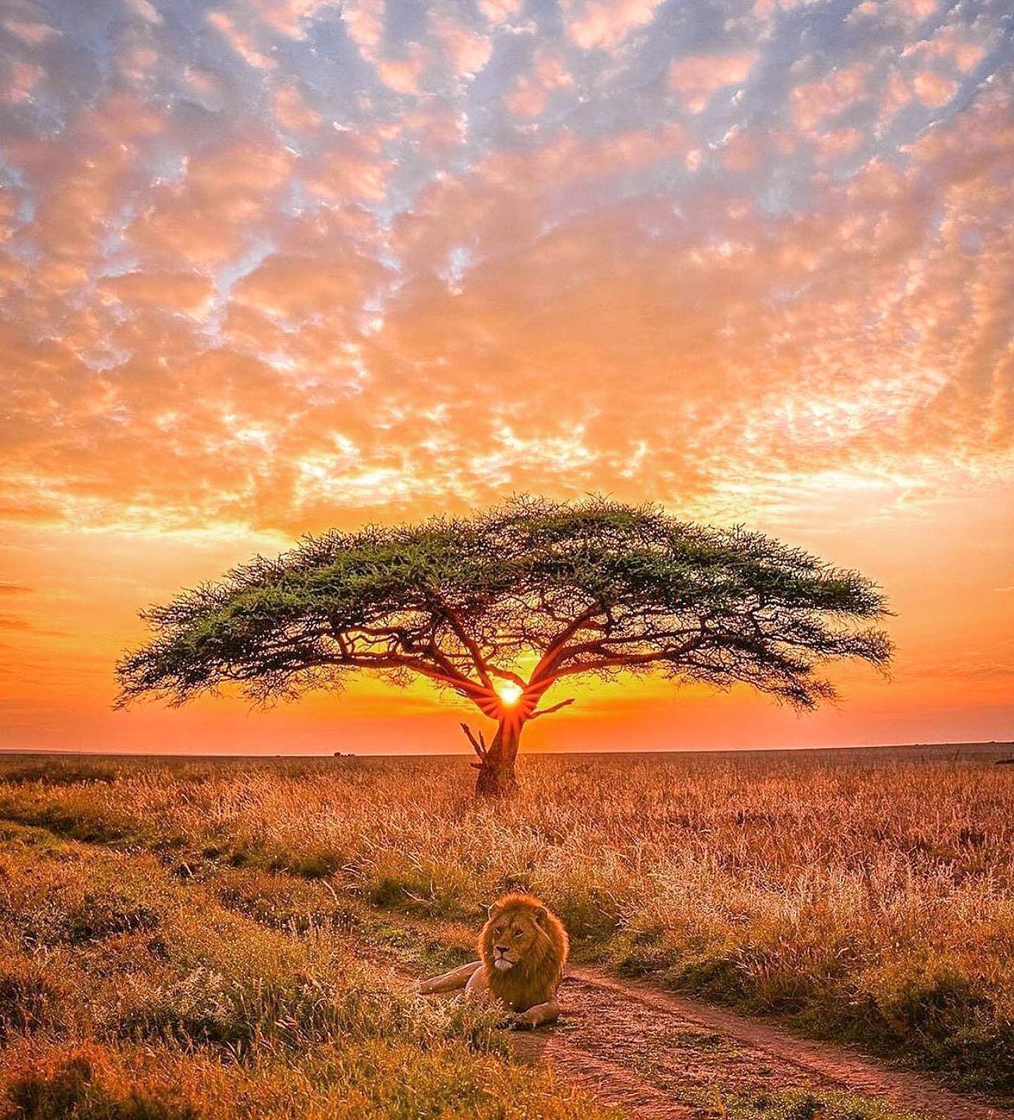 🇹🇿 【Tanzania 坦尚尼亞】塞倫提國家公園
🦁️一望無際草原與滿天雲彩下，雄偉的公獅盤據草原一角。獨特的非洲麵包樹背後隱藏著下沉的夕陽。
❤️旅遊聖經Lonely Planet孤獨星球稱坦尚尼亞為『The land of Safari』動物獵遊國度，最大的塞倫蓋提野生動物保育區，面積有近台灣八倍大。
🦁️Safari通常是請有經驗的當地駕駛，在廣大的塞倫蓋提草原，尋找動物原始生活的蹤跡，又稱game drive
📸credit@agpfoto

🌏#africa #Tanzania #safari #gamedrive #serengeti #東非 #坦尚尼亞 #動物獵遊 #travelwithmikeanna #把世界當教室🌍